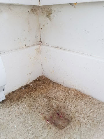 Residential Carpet Cleaning Service in New Jersey Residential Carpet Cleaning Service in New Jersey